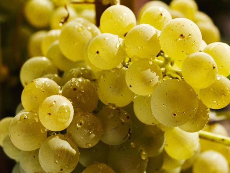 Grappe de raisins blancs en gros plan avec des gouttes d'eau dessus.